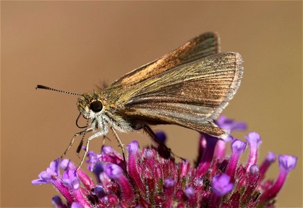 SKIPPER, SWARTHY (Nastra lherminier) (06-03-2023) powerlines, duke forest, orange co, nc -41 photo