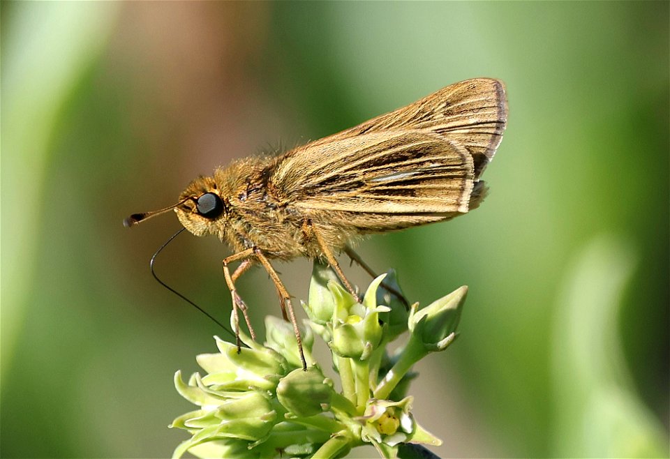 SKIPPER, SALT MARSH (Panoquina panoquin) (05-16-2023) fort fisher state rec area, new hanover co, nc -06