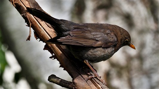 Amsel-Weibchen auf der Eichhörnchenbrücke