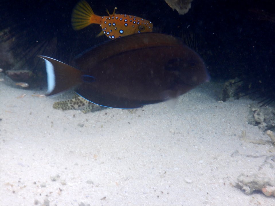Acanthurus tristis 2