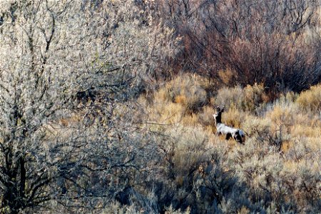 Mule Deer photo