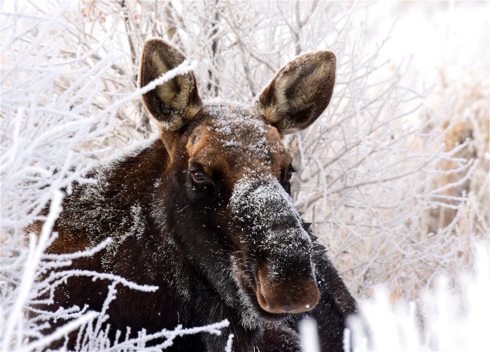 Moose at Seedskadee National Wildlife Refuge photo