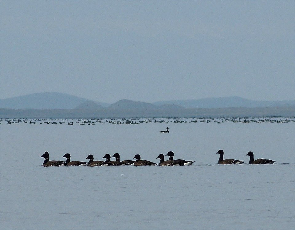 Brant at Izembek Lagoon