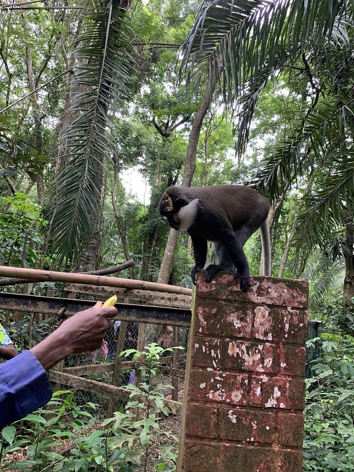 Feed monkey park botanical garden