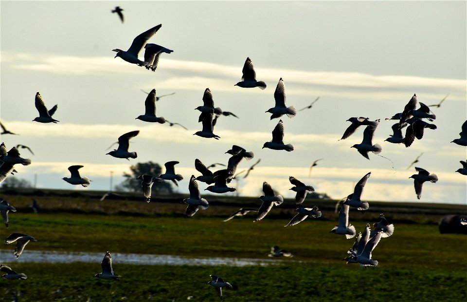 Shorebirds in Flight on Lake Andes Wetland Management District South Dakota photo