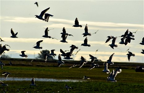 Shorebirds in Flight on Lake Andes Wetland Management District South Dakota