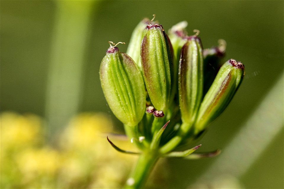 Lomatium simplex