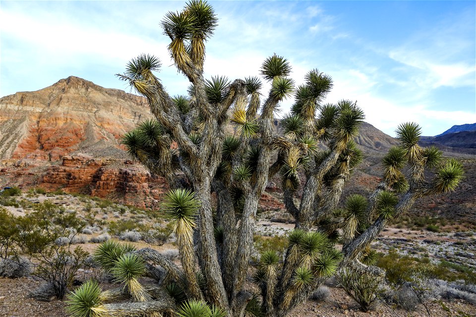 MAY 18 Joshua tree in the Virgin River Canyon Recreation Area photo