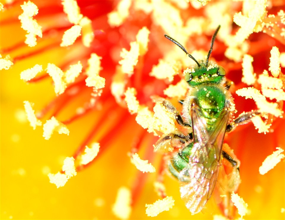 Metallic green sweatbee on prickly pear cactus at Pathfinder National Wildlife Refuge Wyoming
