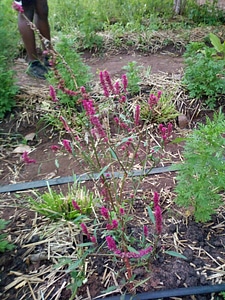 Flora pink flower agriculture