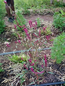 Flora pink flower agriculture photo