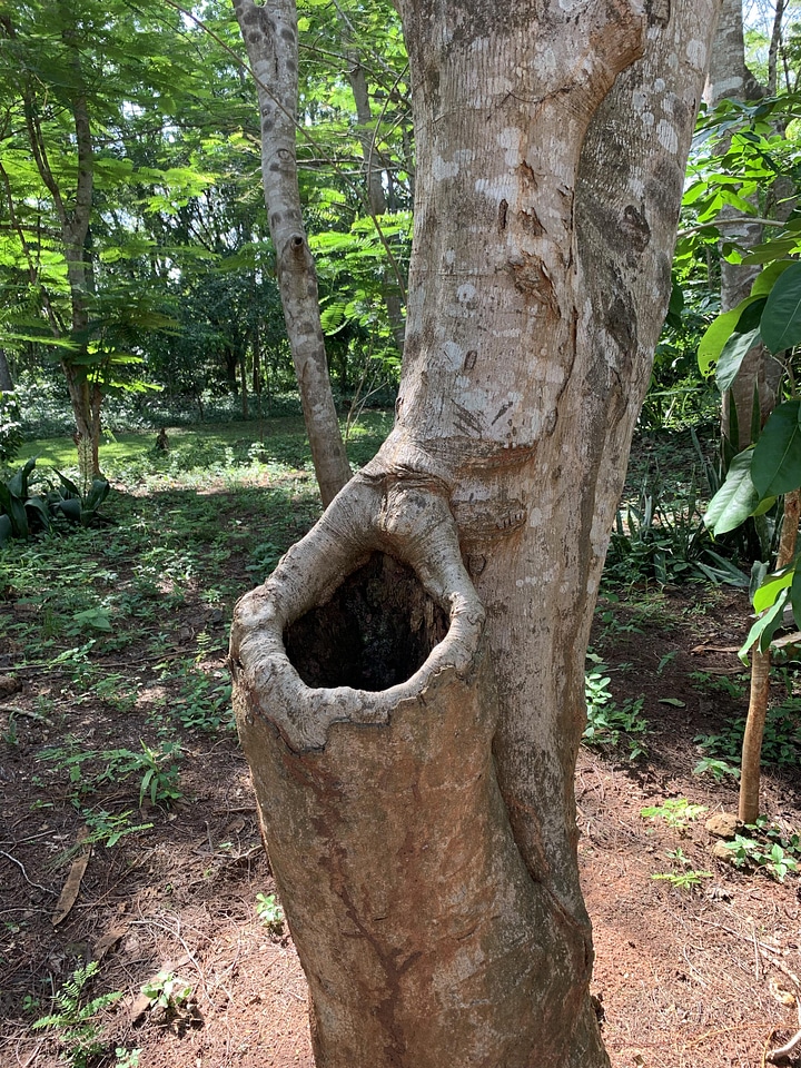 Tree trunk botanical garden