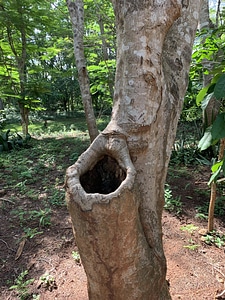 Tree trunk botanical garden photo