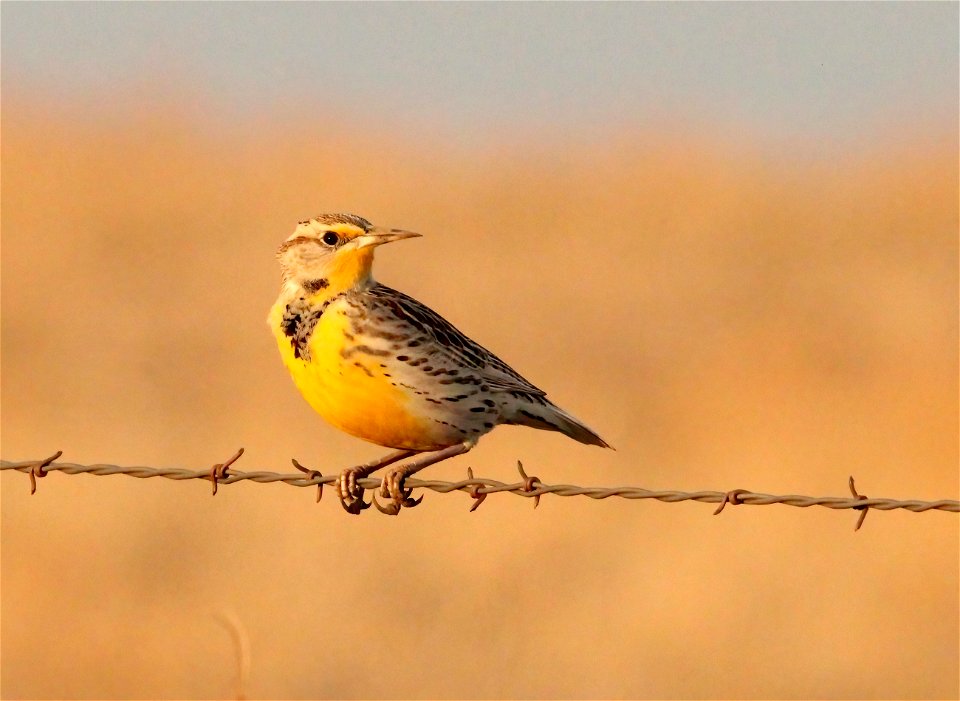 Western Meadowlark Huron Wetland Management District