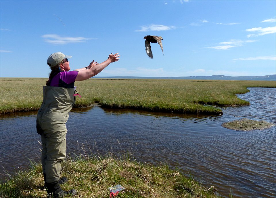 Releasing an eider