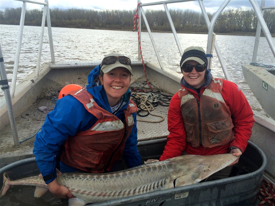 Pallid Sturgeon Monitoring in the Missouri River