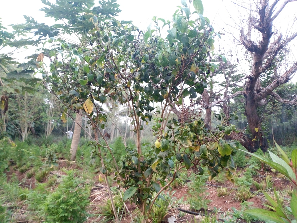 Nature tree landscape
