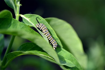 Monarch caterpillar on common milkweed photo