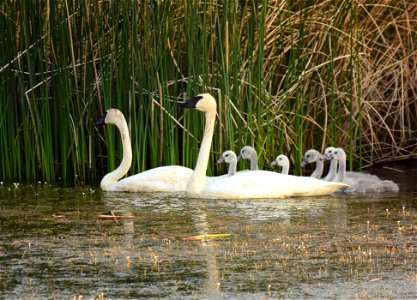 Trumpeter swan at Seedskadee National Wildlife Refuge