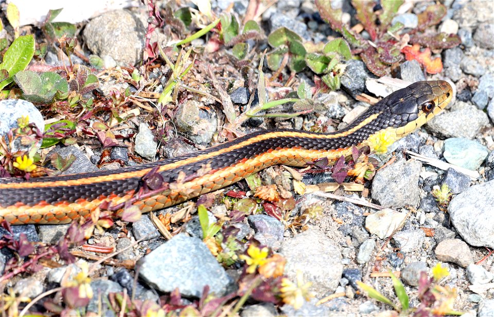 SNAKE, VALLEY GARTER (Thamnophis sirtalis fitchi) (04-25-2022) south towala dunes area, del norte co, ca -04