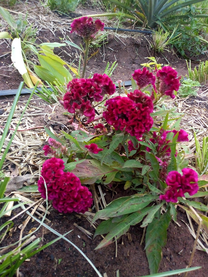 Flora plant flower