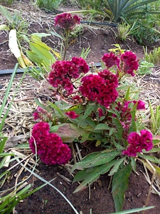 Flora plant flower