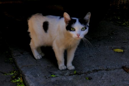 independent-cats_2017_0624_082602