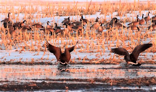 Spring Geese Migration Huron Wetland Management District photo