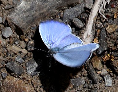 AZURE, APPALACHIAN or SUMMER (Celastrina neglectamajor or neglecta ) (05-05-2023) cades cove, great smoky mt nat park, blount co, tn -01 (2)