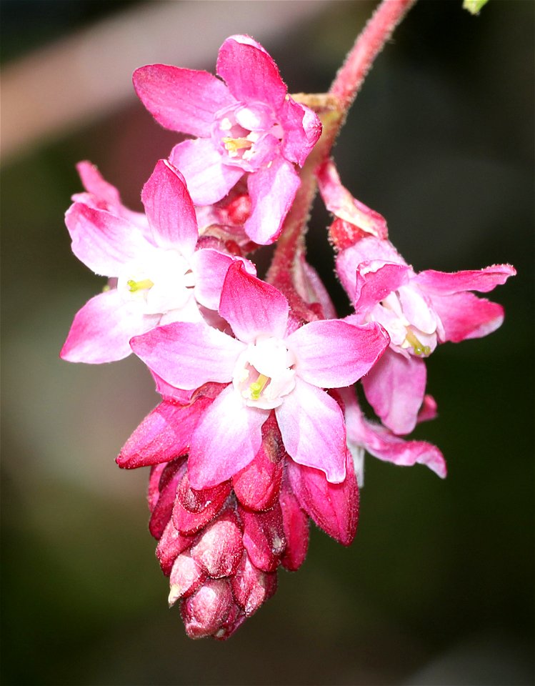 Ribes sangguineum (Red-flowering currentl) (03-20-2022) endert's beach trail, crescent city, del norte co, ca -01