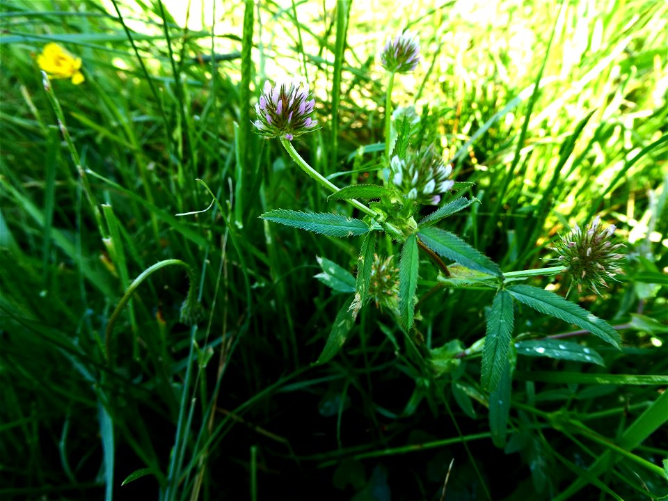 Trifolium strictum L., 1755