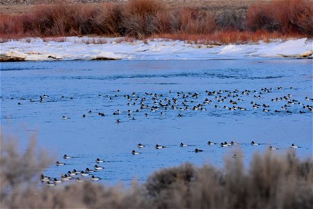 Common goldeneye at Seedskadee National Wildlife Refuge