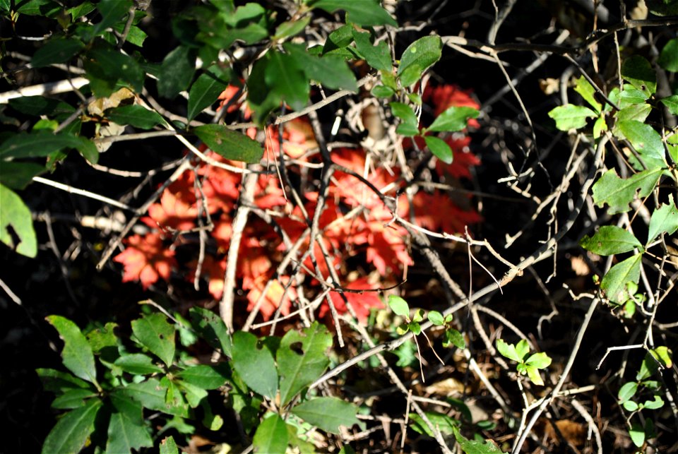 Deoksungsan Mountain