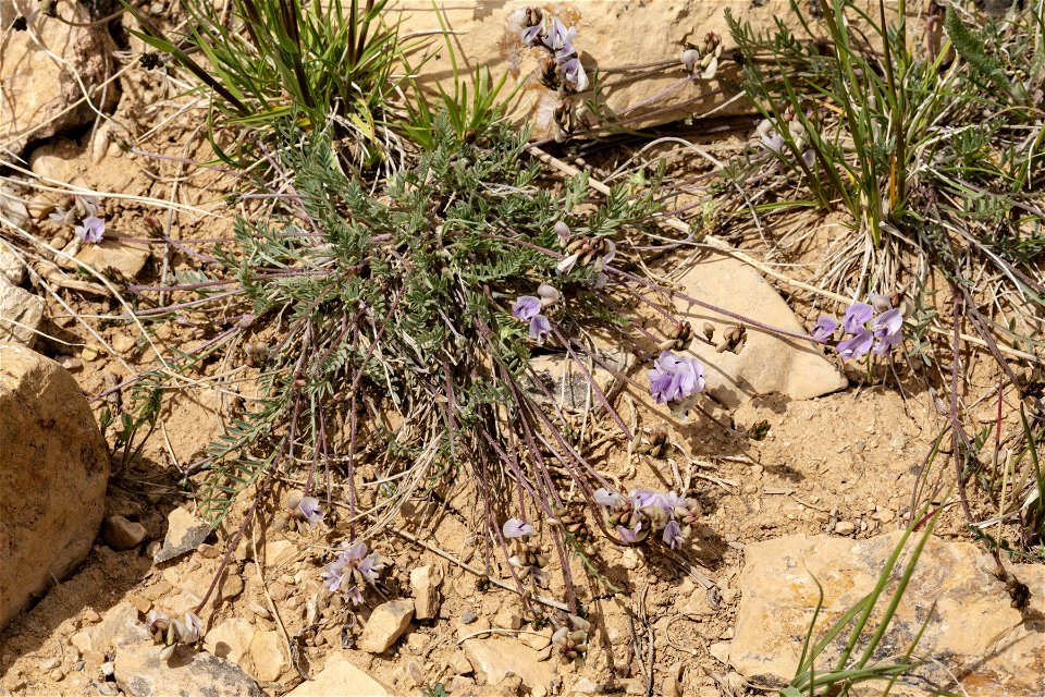 Astragalus miser