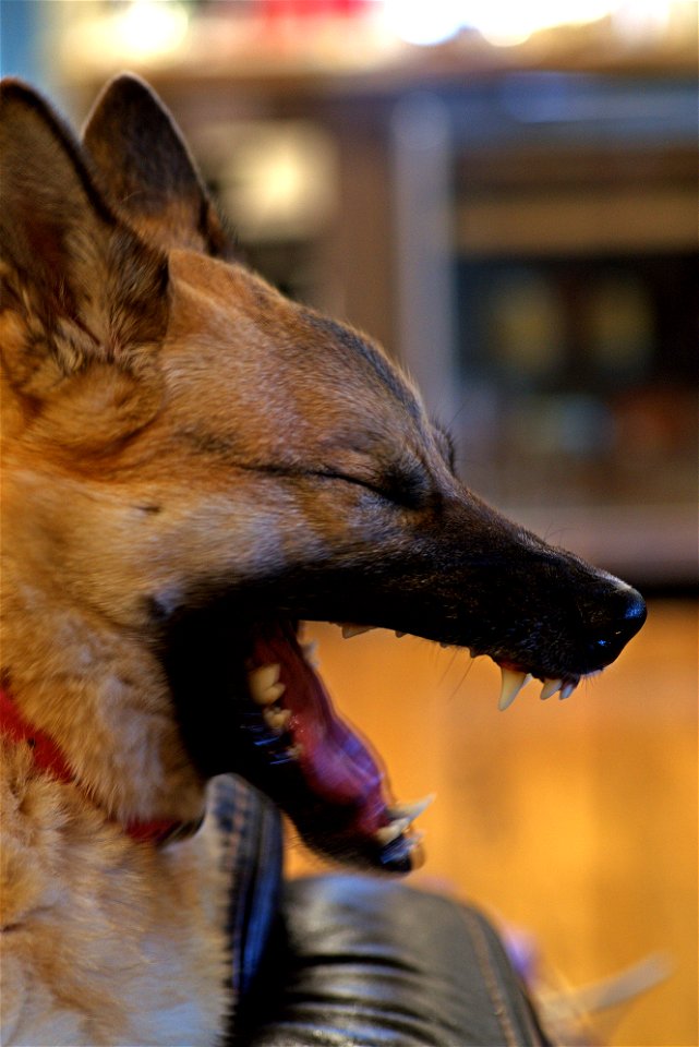 Toothy Yawn