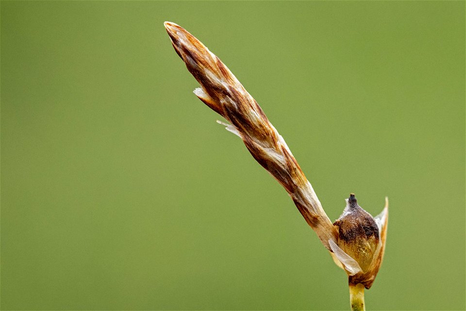 Carex filifolia