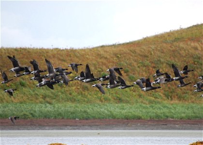 Brant Liftoff