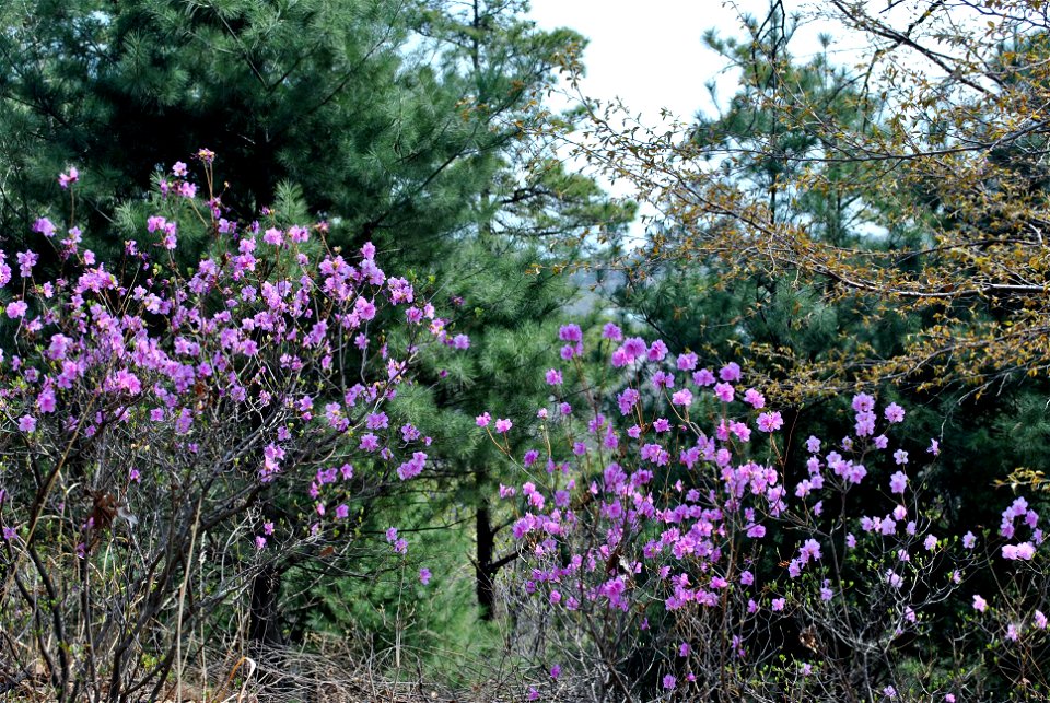 Younginsan Park Spring 2023