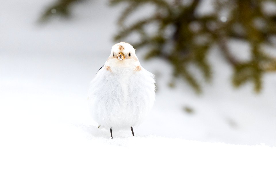 Snow bunting in the snow