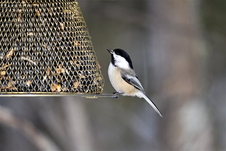 Black-capped chickadee visiting a bird feeder