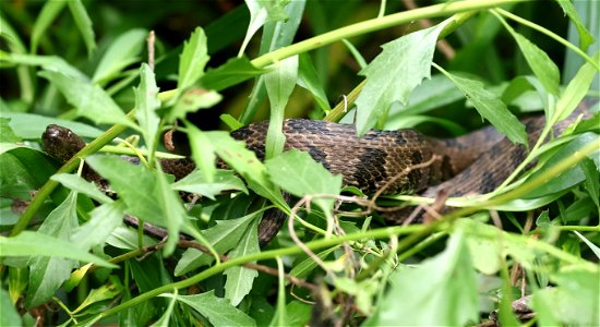 SNAKE, BROWN WATER (Clemmys guttata) (05-29-2023) pocosin nat wildlife refuge, tyrrell co, nc -01