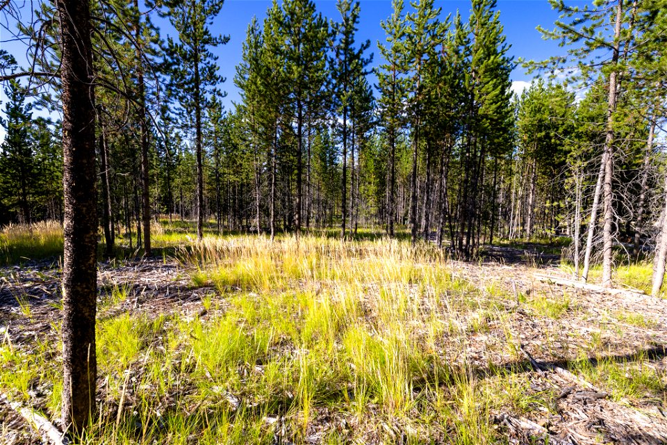 Old Faithful fuels treatment project: year 2 regrowth