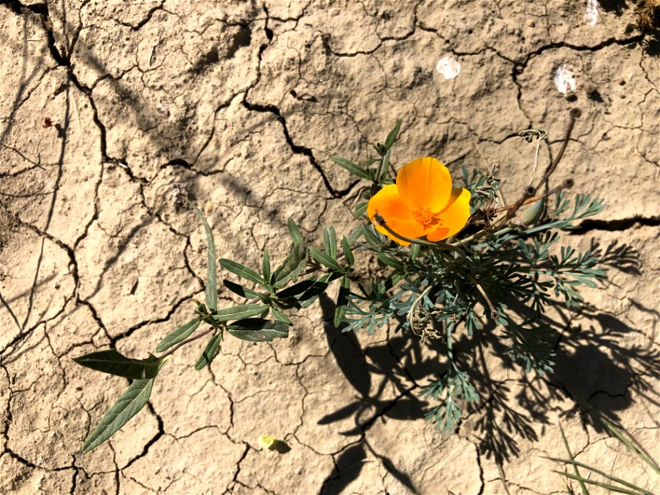 Golden Poppy Tough