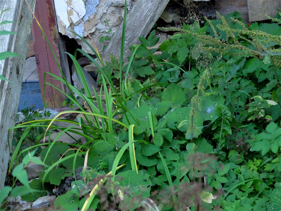 manastirea_Agapia2015_0808_152409