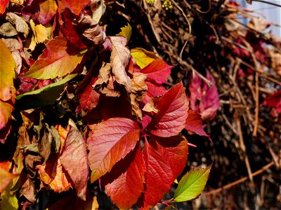 colors_fall_toamna-2017_1123_103523 photo