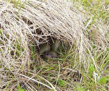 Black Turnstone nest hatching