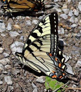 SWALLOWTAIL, APPALACHIAN TIGER (Pterourus appalachiensis) (05-03-2023) cades cove, great smoky mt nat park, blount co, tn -10