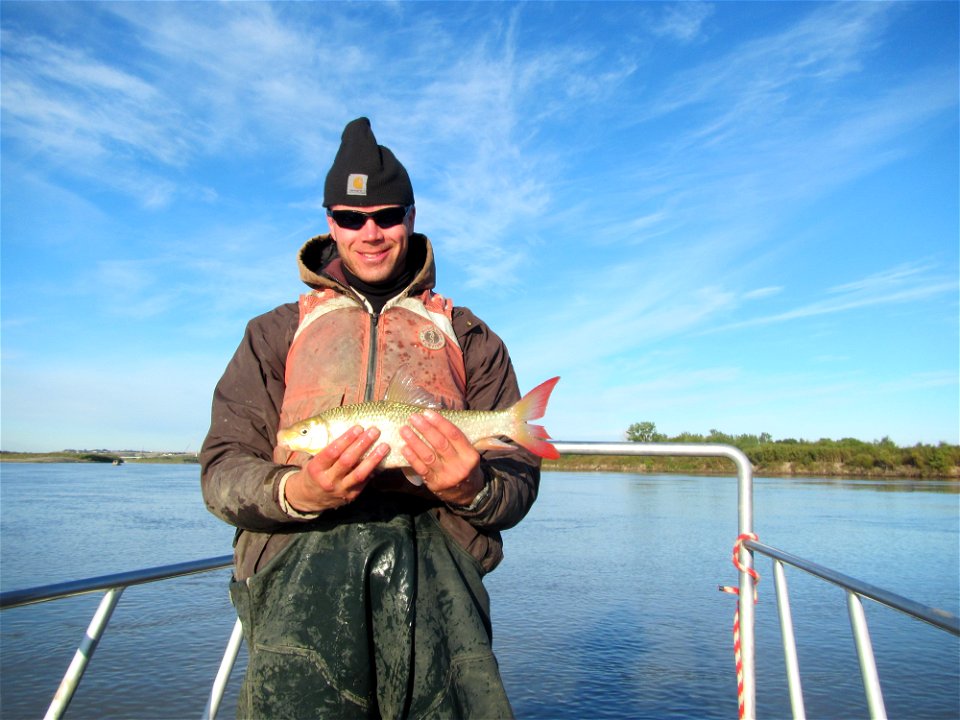 Shorthead Redhorse Sucker