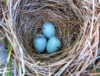 Red-winged blackbird nest