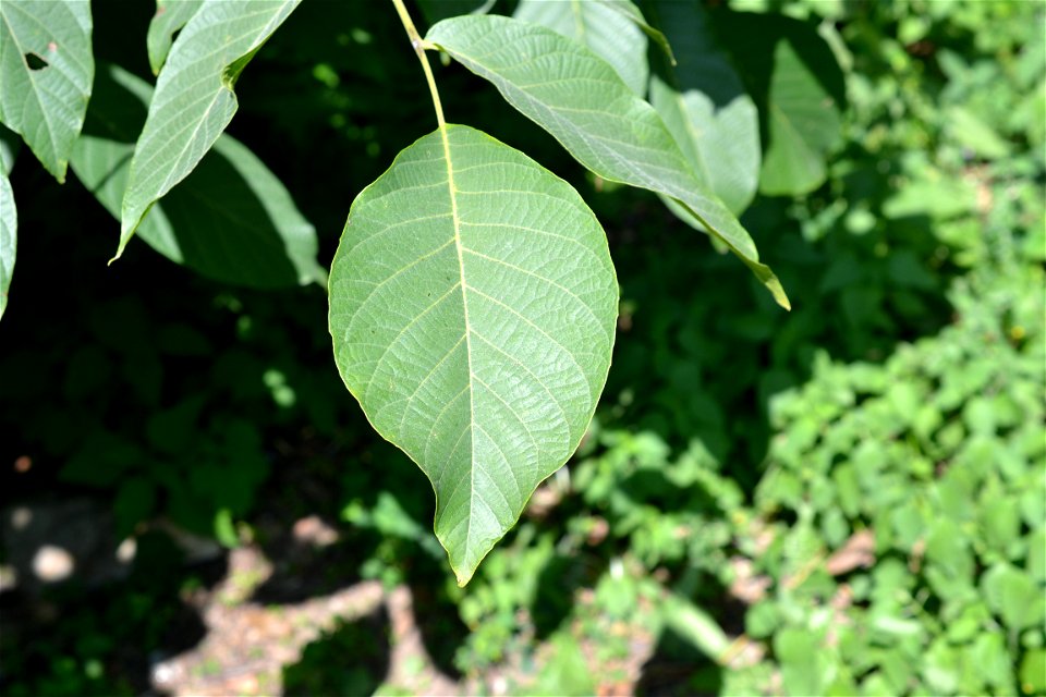 Walnut leaf